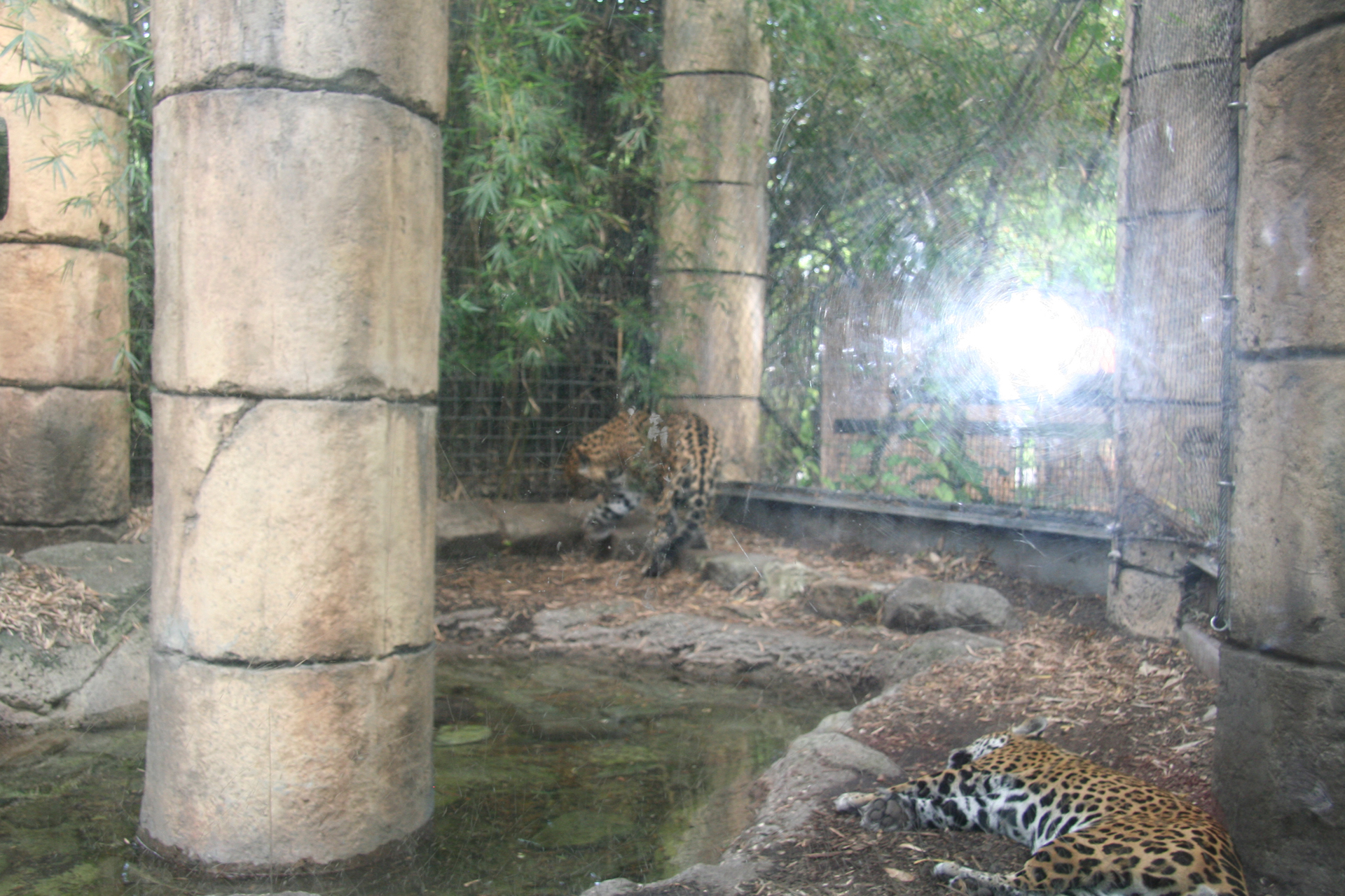 Zwei majestätische Jaguare in den Maya-Ruinen/Two majestic jaguars in the Maya ruins
